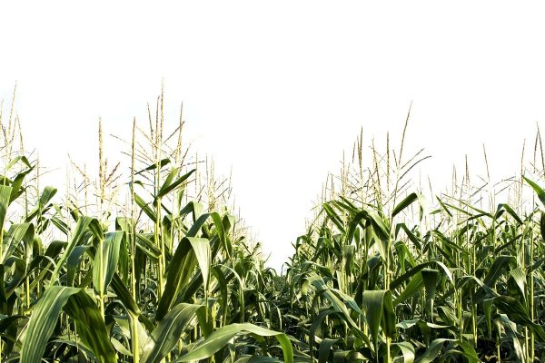 contact corn field-min