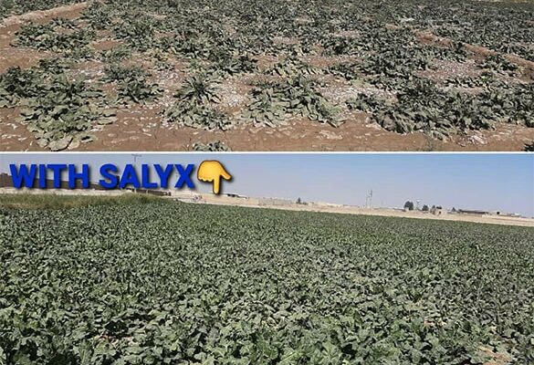 saly9-min