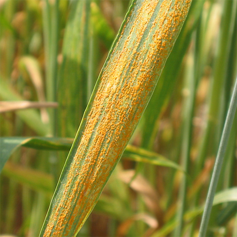 puccinia striiformis f. sp. tritici